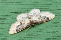 Idaea rusticata