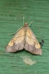 Evergestis limbata