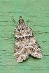 Eudonia mercurella