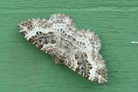 Epirrhoe alternata
