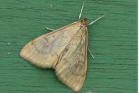 Ostrinia nubilalis