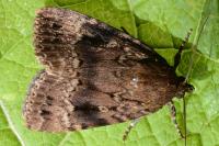 Amphipyra pyramidea