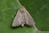 Leucania obsoleta