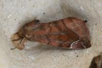 Cosmia pyralina