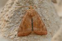 Cosmia trapezina