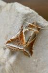 Habrosyne pyritoides
