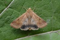 Helicoverpa armigera