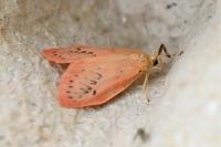 Miltochrista miniata