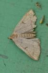 Herminia tarsipennalis