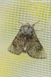 Thaumetopoea pityocampa