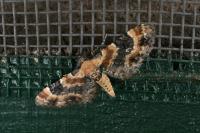 Eupithecia linariata