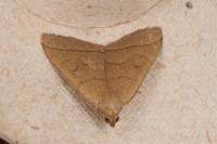 Herminia tarsipennalis