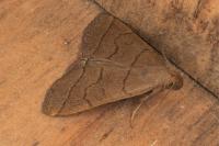 Herminia tarsipennalis
