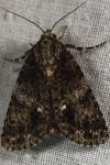 Acronicta rumicis