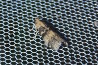Euzophera pinguis