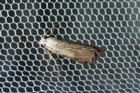 Aphomia sociella