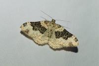 Epirrhoe galiata