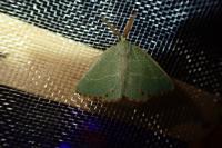 Thalera fimbrialis
