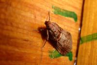 Acrobasis advenella