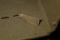 Calamotropha paludella
