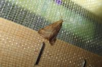 Synaphe punctalis