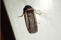 Ochropleura leucogaster