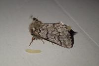 Thaumetopoea pityocampa