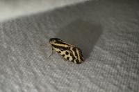 Emmelia trabealis
