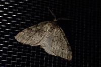 Tephronia sepiaria