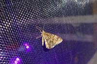 Chiasmia clathrata