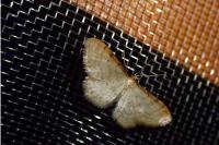 Idaea humiliata