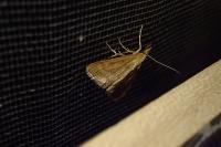 Sitochroa verticalis