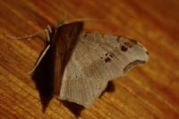 Macaria alternata