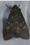 Mamestra brassicae