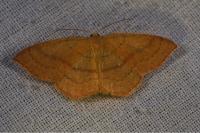 Cyclophora linearia