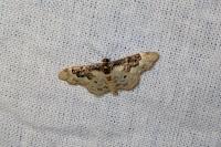 Idaea rusticata