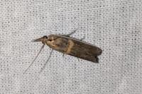 Etiella zinckenella