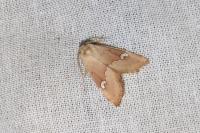 Haemerosia renalis
