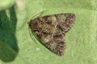 Polyphaenis sericata