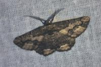 Menophra japygiaria