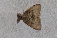 Lymantria dispar