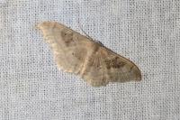 Idaea degeneraria
