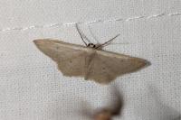 Idaea distinctaria/eugeniata/predotaria
