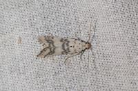 Euzophera lunulella
