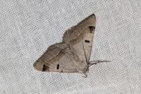 Itame vincularia