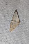Idaea circuitaria