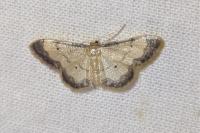 Idaea politaria