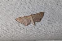 Idaea infirmaria