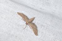 Idaea infirmaria