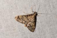 Metasia cuencalis bourgognei